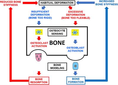 Differences in the Cortical Structure of the Whole Fibula and Tibia Between Long-Distance Runners and Untrained Controls. Toward a Wider Conception of the Biomechanical Regulation of Cortical Bone Structure